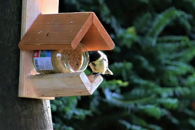 Close-up of bird on wooden post