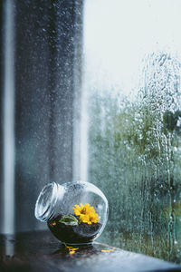 Close-up of flowers in jar against window