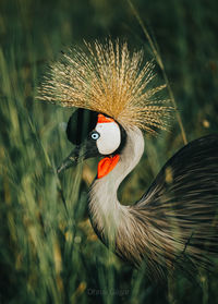 Close-up of bird