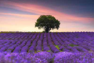 Scenic view of lavender field against sky during sunset