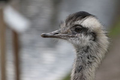 Close-up of a bird