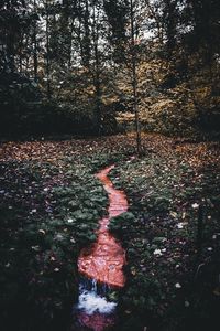 Trees in forest during autumn