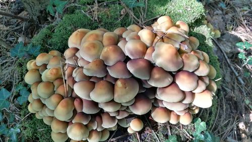 High angle view of mushrooms