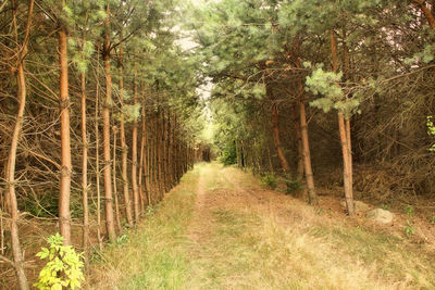 Trees in forest