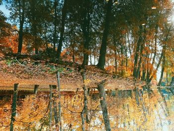 Trees in forest