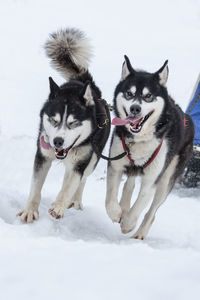 Two dogs on snow covered land