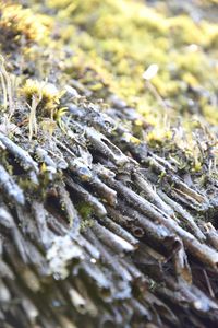 Full frame shot of snow covered with moss