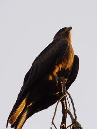 Low angle view of birds against clear sky