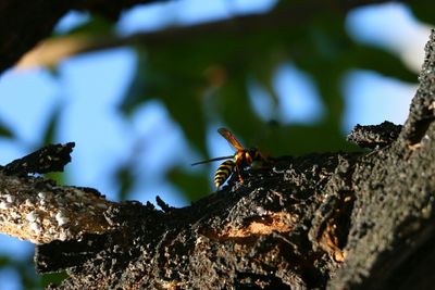 Low angle view of bird on tree trunk