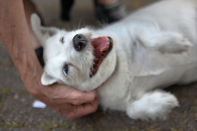 Close-up of hand holding white dog