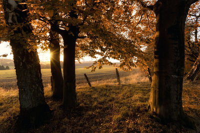 Trees on field against sky