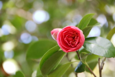 Close-up of red rose