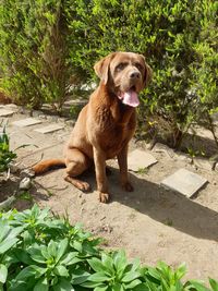 Portrait of dog sitting by plants