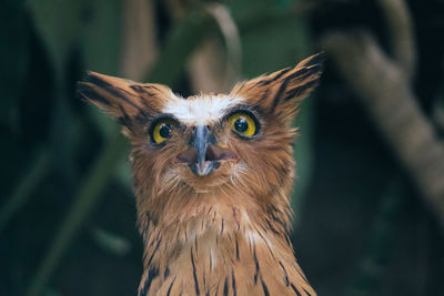 Close-up portrait of a owl