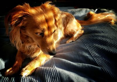 High angle view of dog sitting on bed