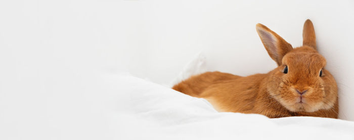 Cute red decorative rabbit bunny lying on white blanket, bed in modern interior,looking at camera