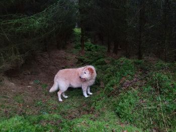 Sheep standing in a forest