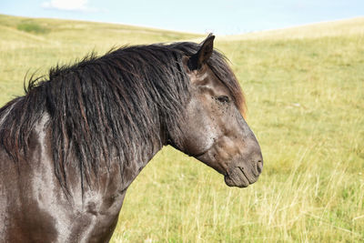 Close-up of a horse on field