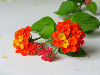 lantana camara