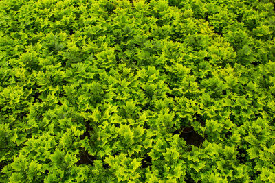 Full frame shot of green leaves