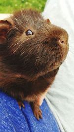 Close-up of a guinea pig