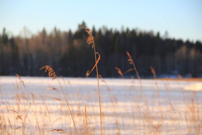 Close-up of snow on land against sky