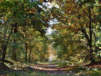 Trees growing in forest during autumn