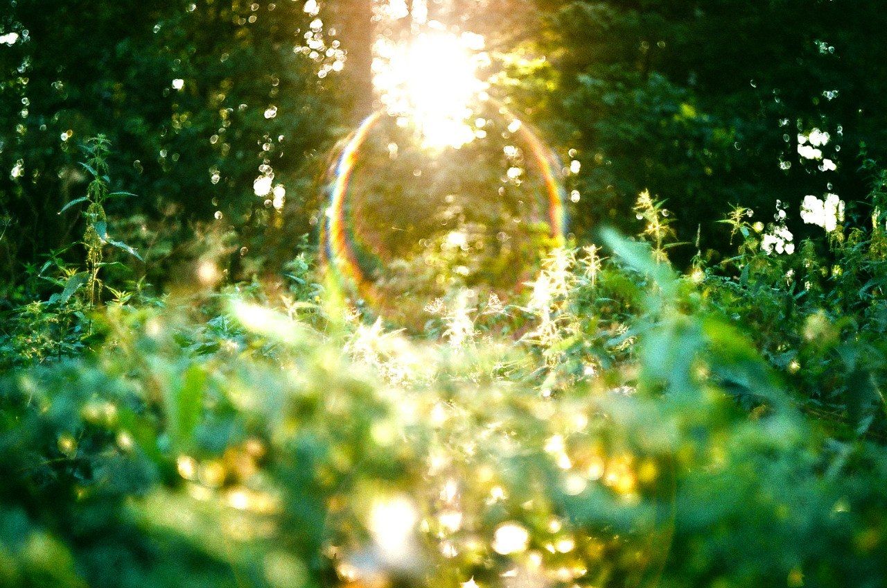 lens flare, sunbeam, sun, sunlight, growth, tree, nature, beauty in nature, tranquility, plant, sunny, bright, close-up, water, day, no people, outdoors, shiny, grass, selective focus