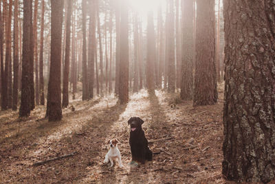 View of a dog in forest