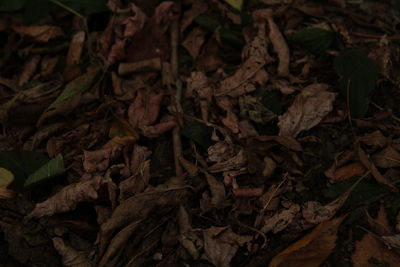 High angle view of dried leaves on field