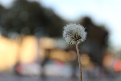 Close-up of dandelion flower