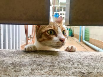 Close-up of a cat looking away