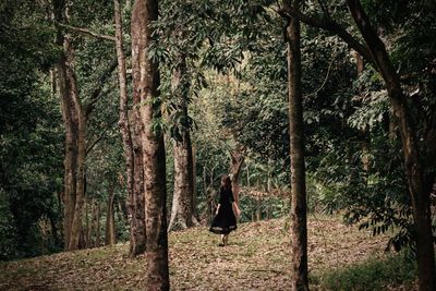 Trees in forest