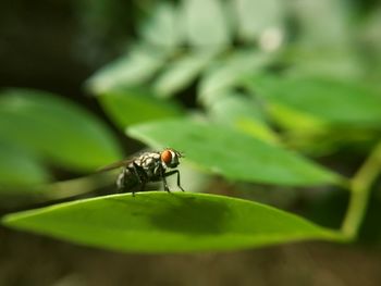Close-up of fly on leaf