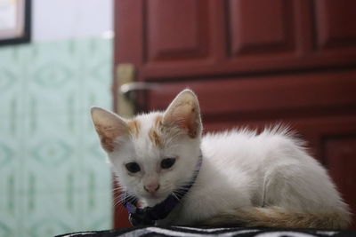 Close-up portrait of a cat