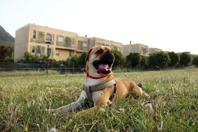 Dog in a field