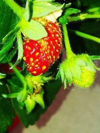 Close-up of fresh green plant
