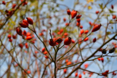 Low angle view of red berries on tree