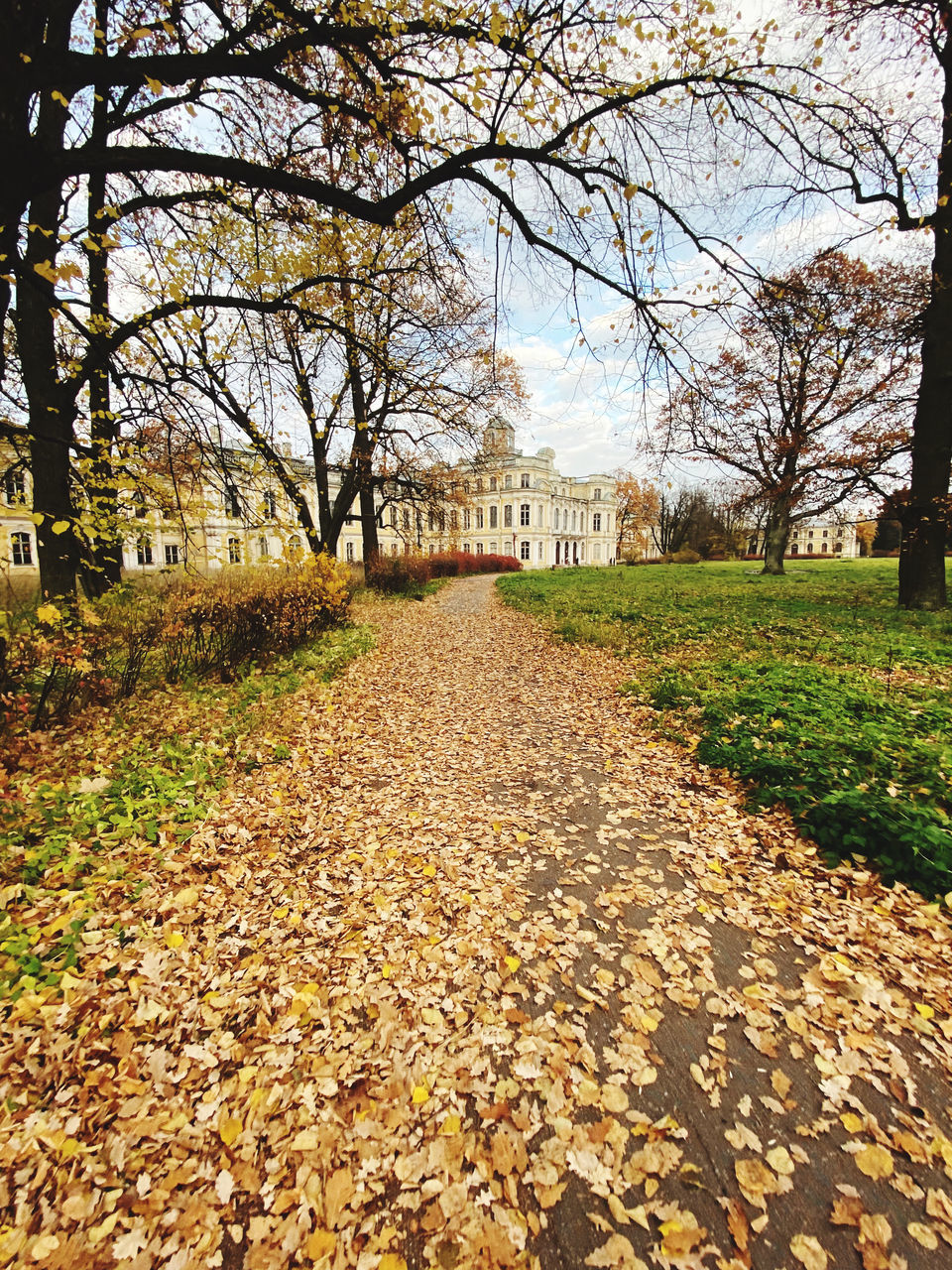 AUTUMN LEAVES FALLEN ON BUILDING