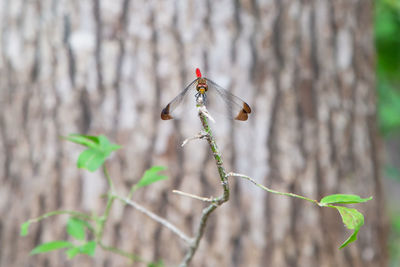 Close-up of insect on flower