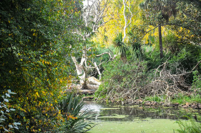 Scenic view of trees in forest