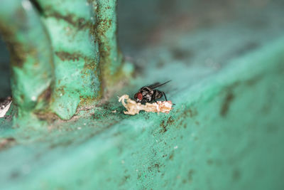 Close-up of ant on wall