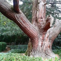 Trees growing in forest