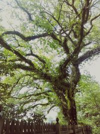 Low angle view of trees