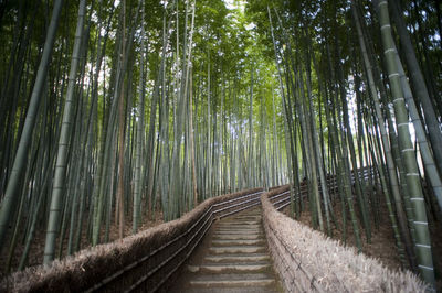 Bamboo walk adashino nembutsu-ji temple, kyoto, japan with steps leading  through a bamboo grove