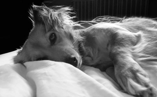 Close-up of dog sleeping on bed