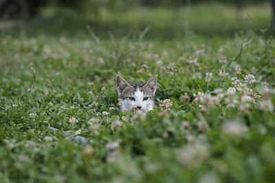 View of cat on grassy field