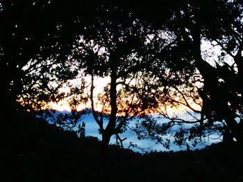 Low angle view of silhouette trees against sky at sunset