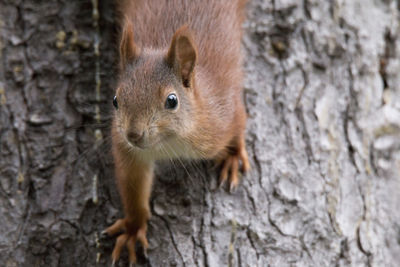Close-up of squirrel on tree trunk