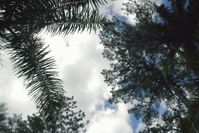 Low angle view of palm tree against sky